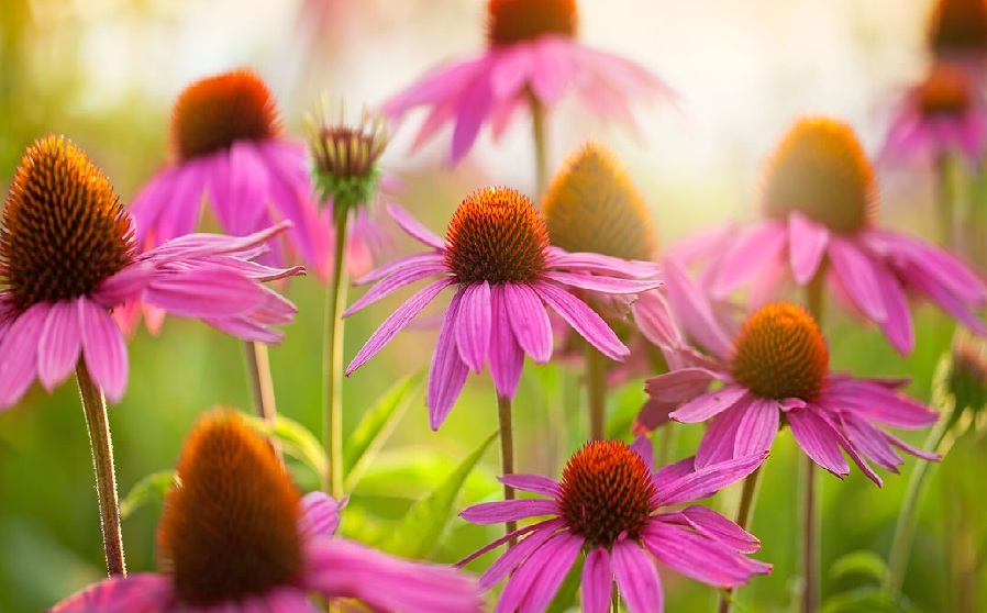 omilite prehlad naravno
